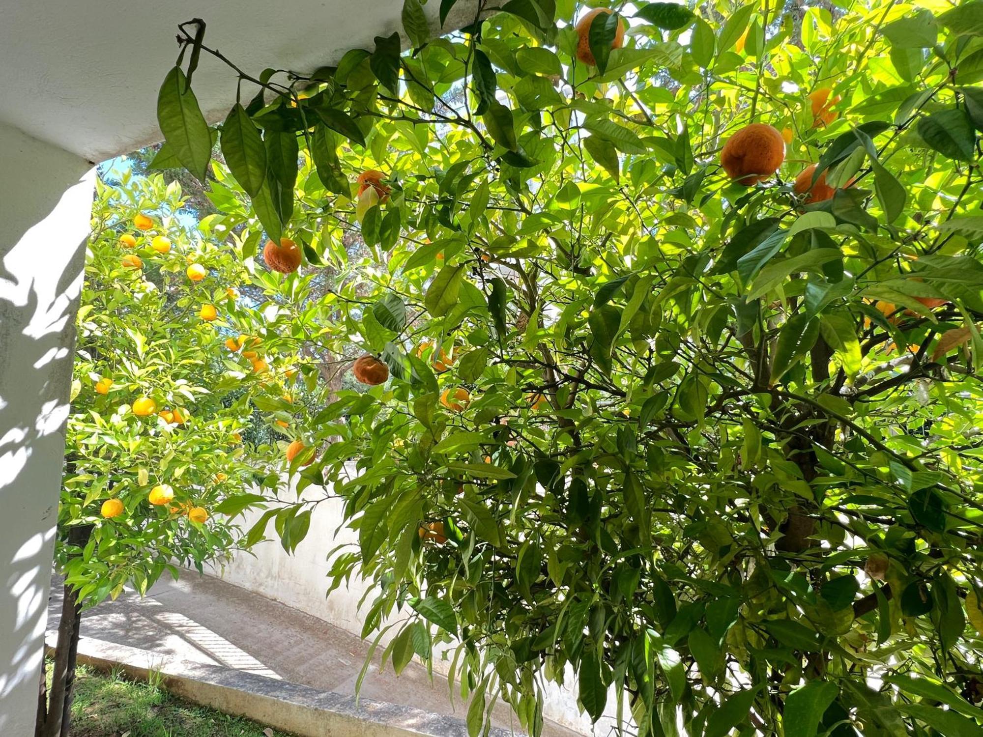 Cozy Fairytal Garden Apartment, Family Friendly, Free Parking, 15 Min To Airport Apartamento *